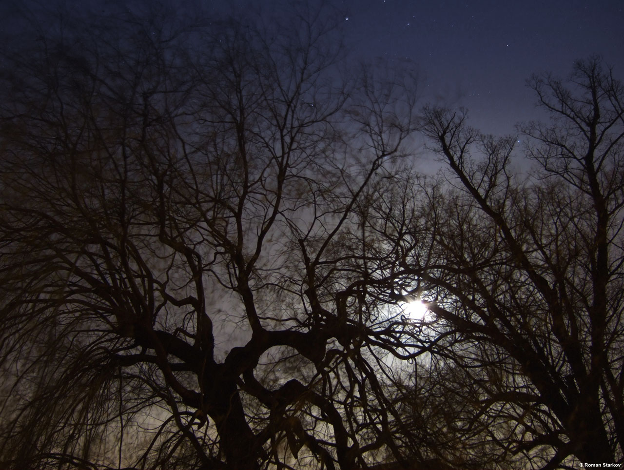 CamAtNight-MoonThroughTrees.jpg thumbnail